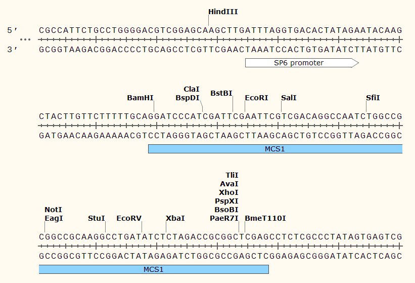 pCS108 多克隆位点1 点击看大图 pCS108 多克隆位点1
